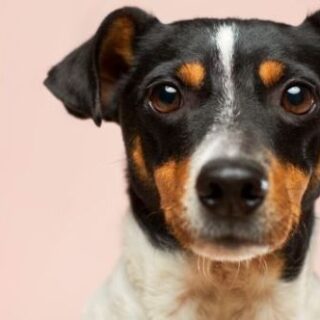 Who gets the Dog in a Divorce?
