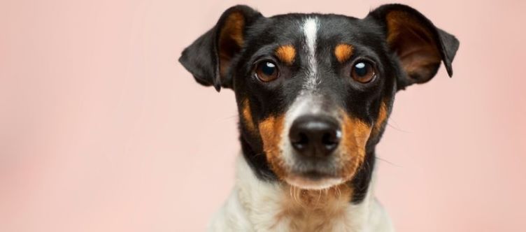 WHO GETS THE DOG IN A DIVORCE? with MMB Magazine