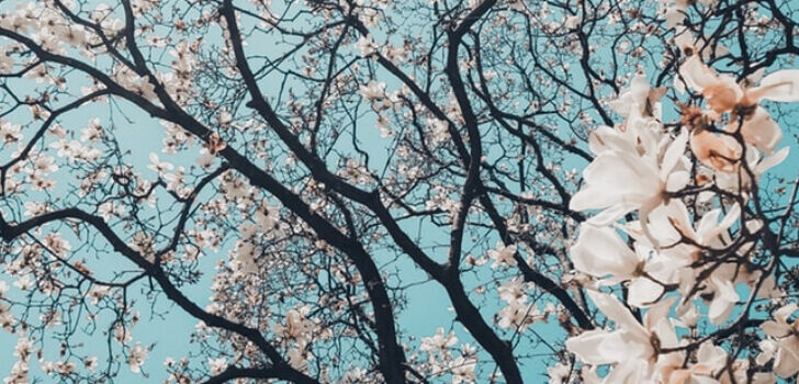 blossom trees