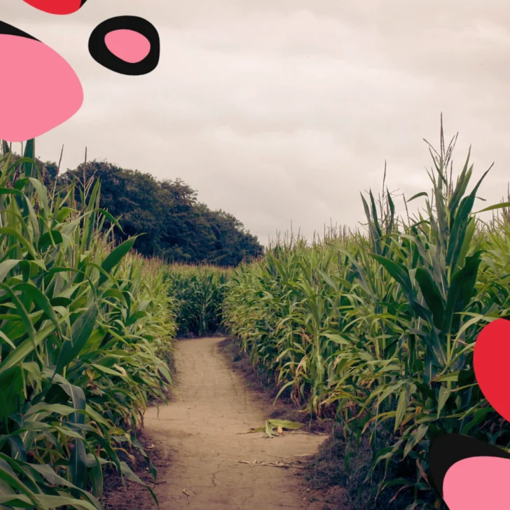 maze 52 picture of maize maze