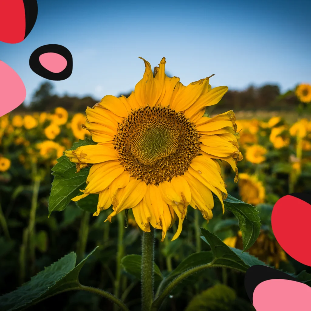 sunflowers from Maze 52