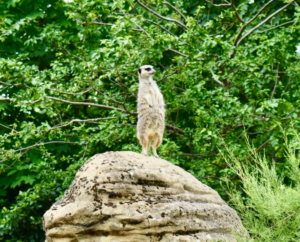london zoo with a meerkat standing on a rock