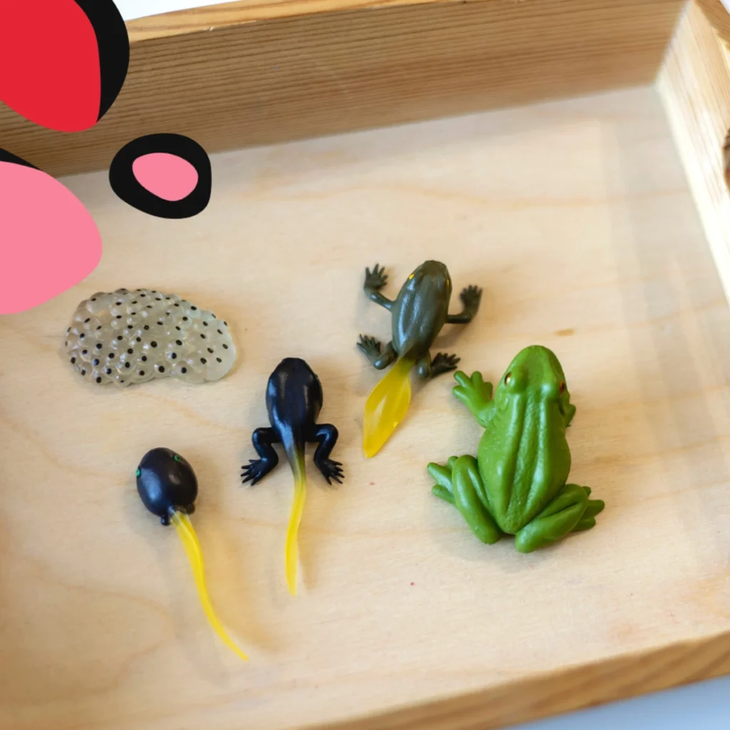 montessori life cycle puzzle