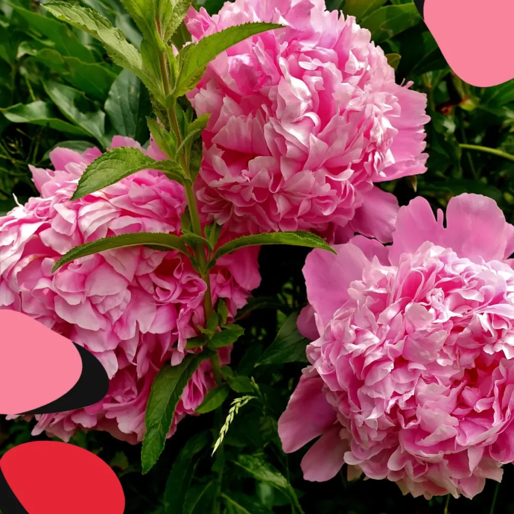 Pink peonies in a garden