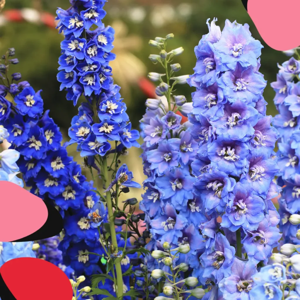delphinums blue in a garden