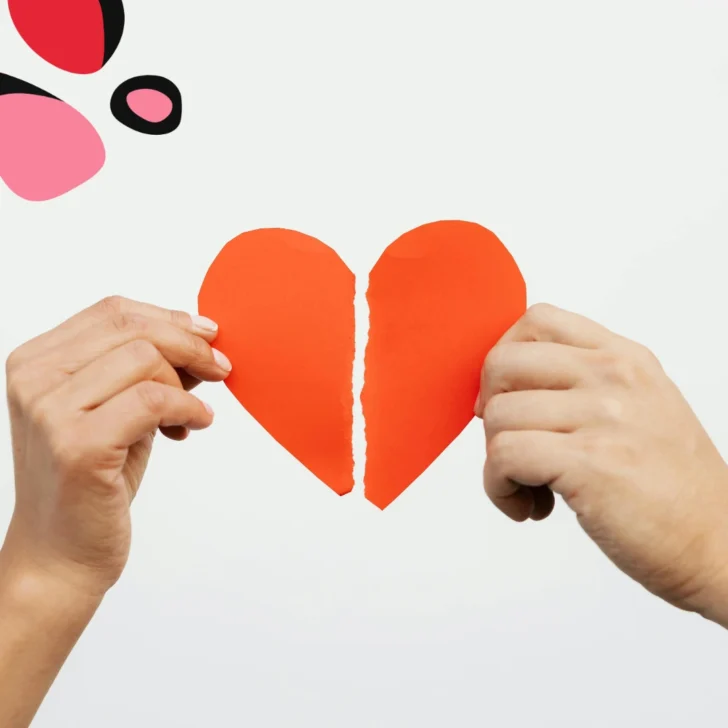 red paper heart torn in two for divorce